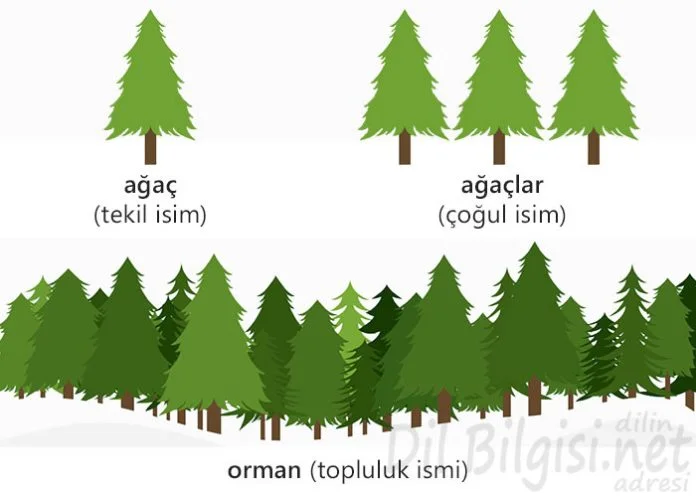 Tekil çoğul ve topluluk isim